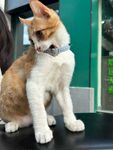 可爱猫咪坐于黑色平台上