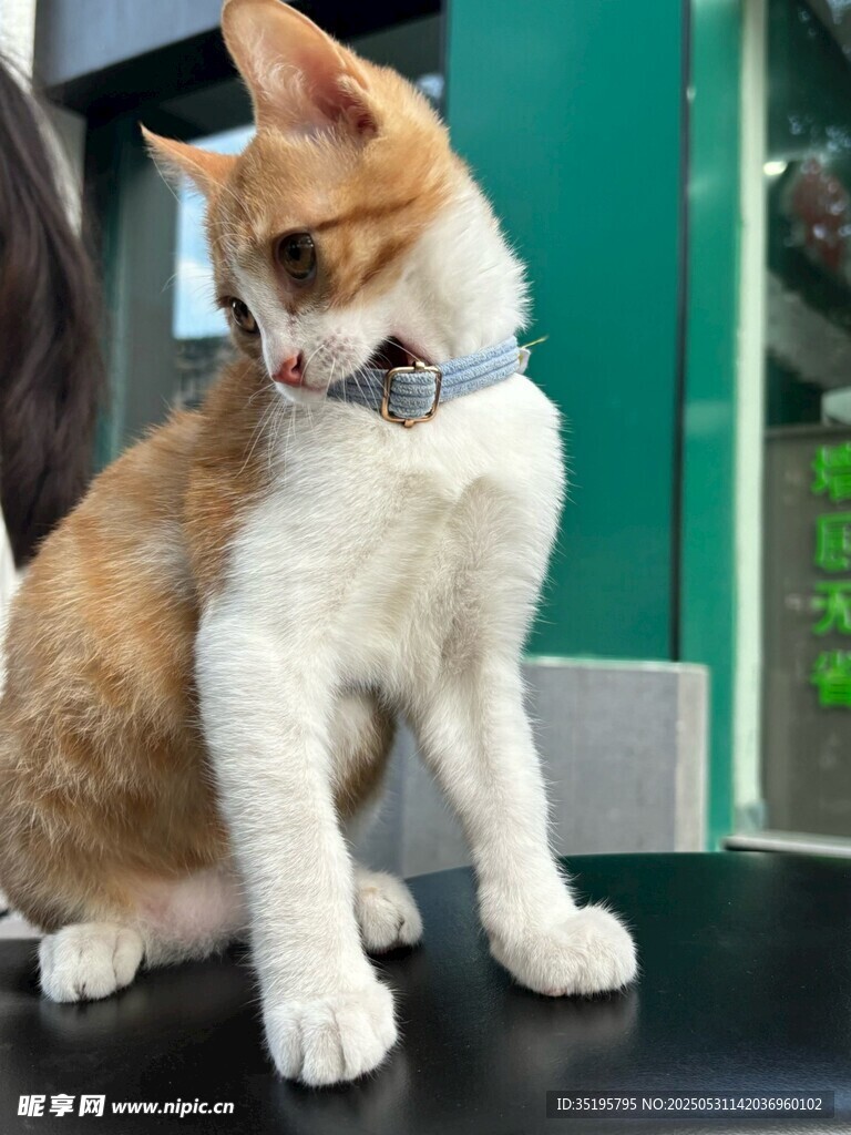 可爱猫咪坐于黑色平台上
