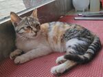 慵懒猫咪惬意躺卧
