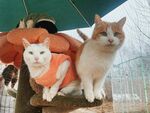 穿南瓜装的可爱猫咪