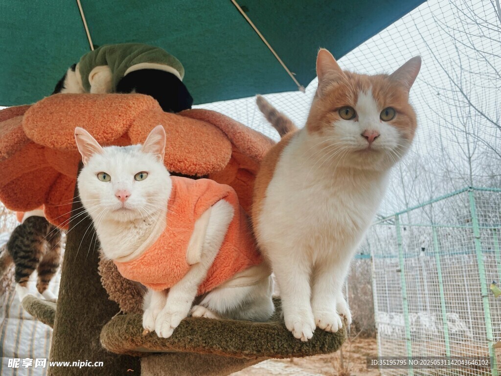 穿南瓜装的可爱猫咪