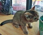 可爱小猫咪在木地板上