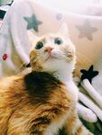 阳光下惬意的可爱猫咪