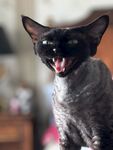 张嘴咆哮的无毛猫
