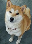 可爱柴犬抬头望镜头