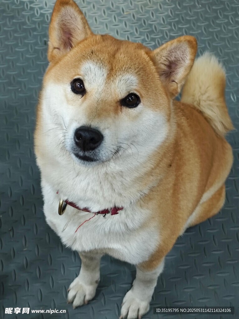 可爱柴犬抬头望镜头