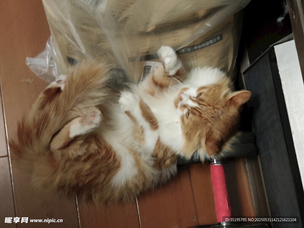橘白猫咪惬意躺地板