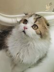 可爱长毛猫仰头望上方