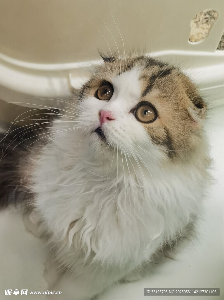 可爱长毛猫仰头望上方