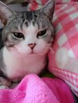 慵懒猫咪躺于粉色织物上