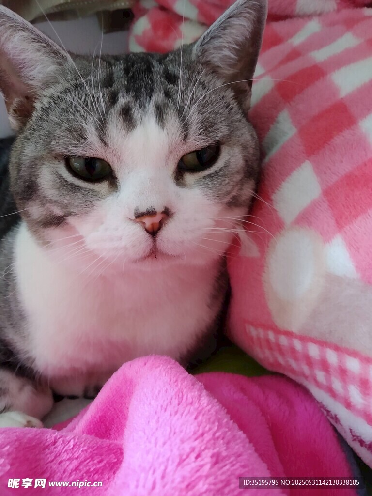 慵懒猫咪躺于粉色织物上