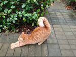 橘猫惬意伸展