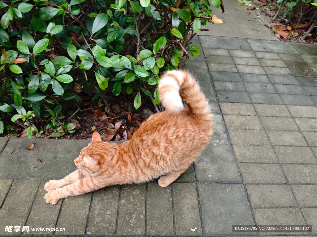 橘猫惬意伸展