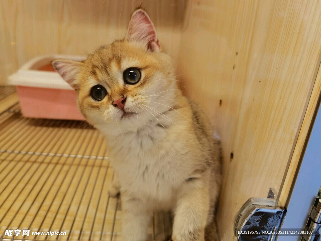 可爱金渐层猫咪好奇张望