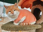 穿衣服的橘猫惬意蹲坐