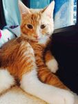 橘猫慵懒躺卧