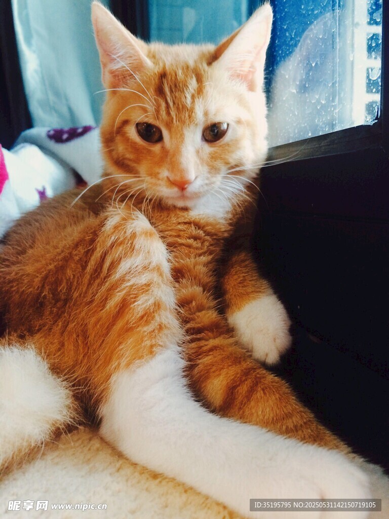橘猫慵懒躺卧