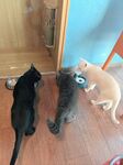 三只猫咪好奇望向门外