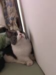 角落中的可爱猫咪