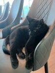 黑猫惬意躺椅上