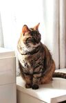 可爱猫咪端坐白色家具上