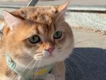 可爱金渐层猫咪戴围脖