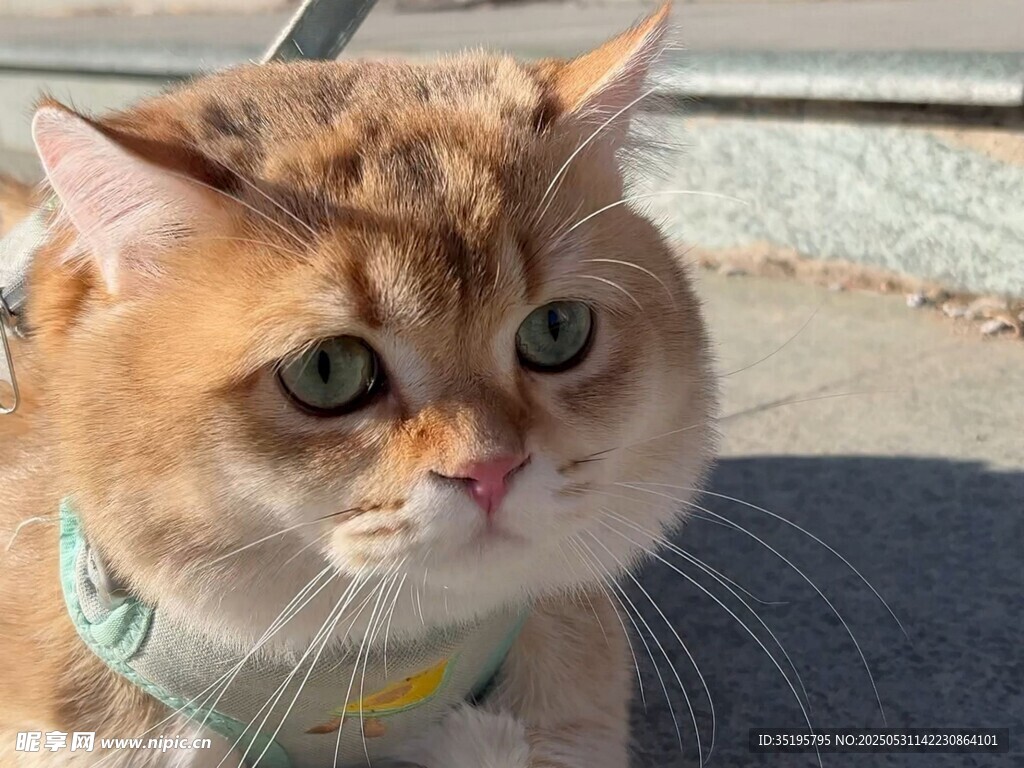 可爱金渐层猫咪戴围脖