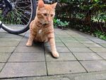 户外蹲坐的橘猫