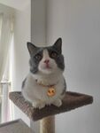 可爱猫咪端坐猫爬架