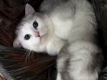 躺卧的可爱银渐层猫咪