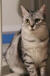 可爱条纹猫咪端坐