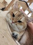 可爱猫咪惬意躺卧