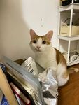可爱猫咪坐在杂物旁
