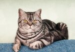 可爱斑纹猫咪趴卧姿态