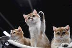 三只萌猫好奇张望