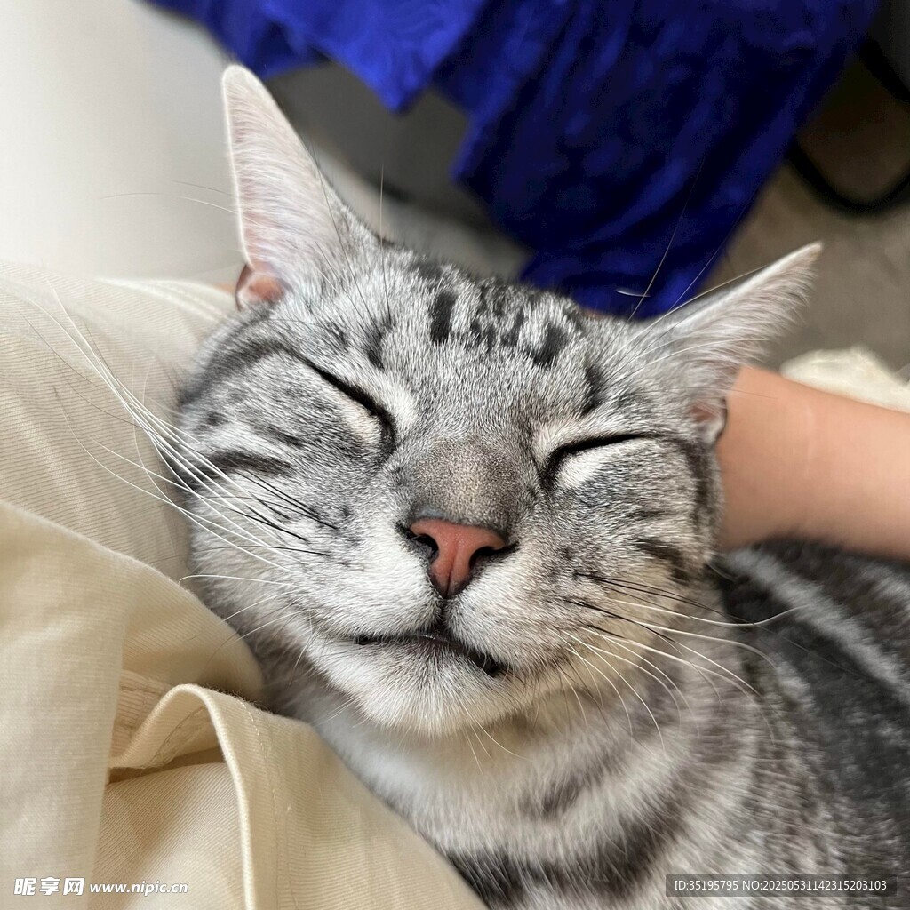 惬意猫咪享受温柔抚摸
