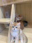 可爱金渐层小猫同框