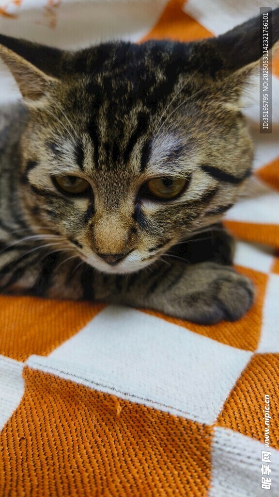 趴着的条纹小猫