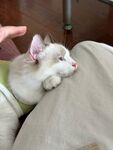 慵懒小猫惬意趴卧