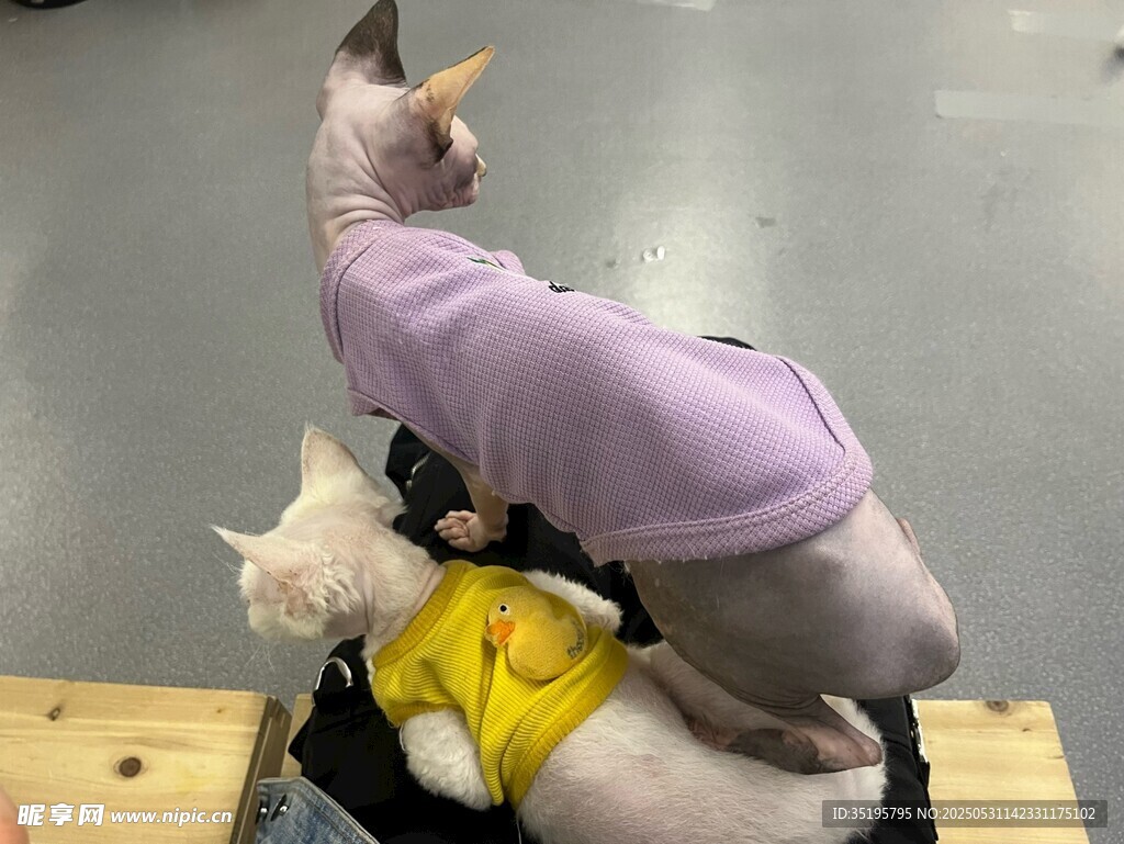 猫咪叠罗汉可爱瞬间
