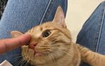 猫咪被手指轻触可爱模样
