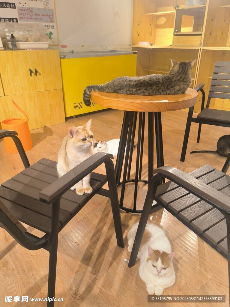 室内温馨桌椅猫咪场景