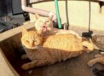 两只猫咪惬意晒太阳