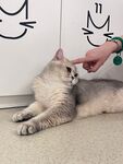 猫咪惬意享受温柔抚摸