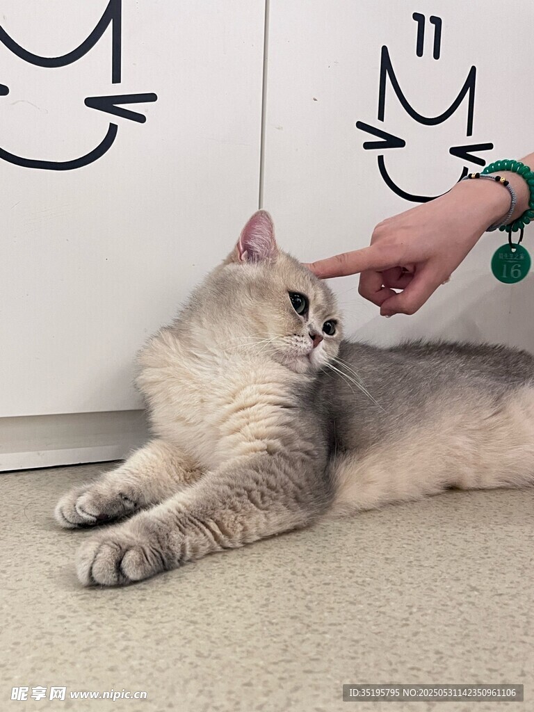 猫咪惬意享受温柔抚摸