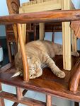猫咪惬意躺卧在木架下