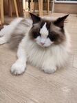 慵懒布偶猫惬意躺地板