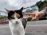 逗趣猫咪与人互动瞬间