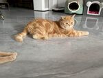 橘猫悠闲躺地