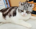可爱斑纹猫咪趴卧姿态